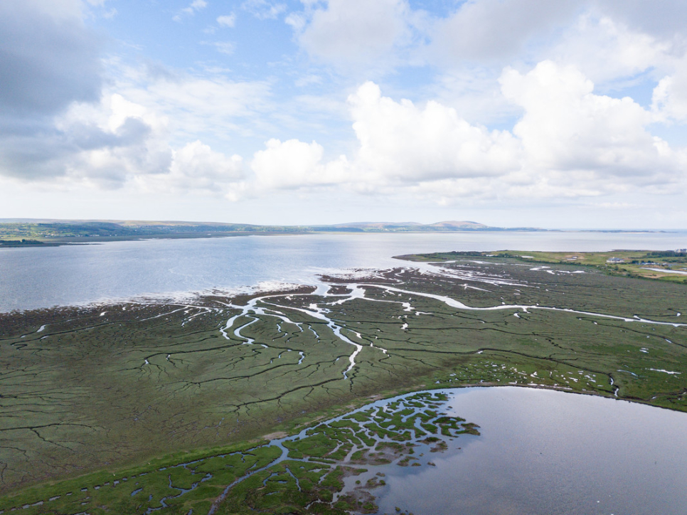 Improving habitat for waterbirds: the Dafen Scrapes Project at Llanelli